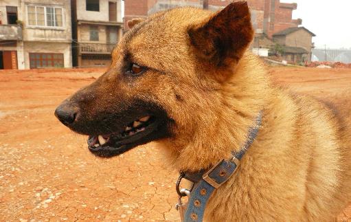 中華田園犬是什么狗?中華田園犬怎樣訓練?