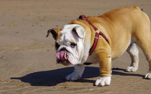 斗牛犬如何喂養？斗牛犬怎么訓練？