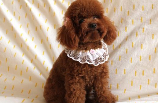 貴賓犬性格溫和嗎?貴賓犬怎么養(yǎng)?