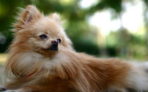 狐貍犬多少錢一條?狐貍犬怎么喂養?