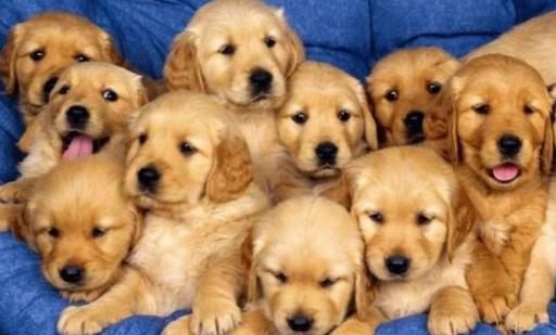 金毛多少錢一條？金毛犬如何喂養(yǎng)？