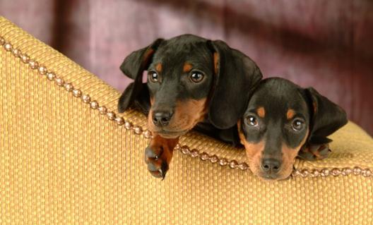 臘腸犬如何喂養?臘腸犬多少錢?