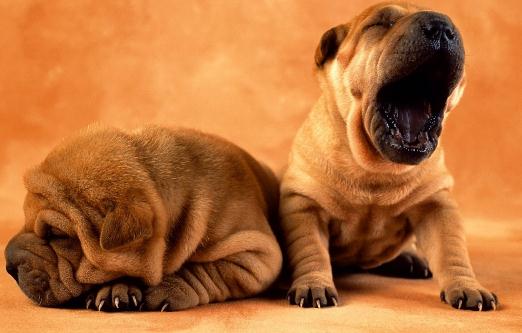 沙皮狗多少錢一只?沙皮犬怎樣訓練?