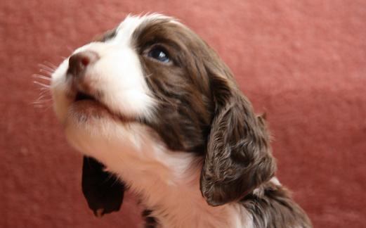 史賓格犬如何喂養(yǎng)？史賓格犬的簡(jiǎn)介