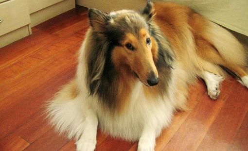 蘇牧是什么狗?蘇牧好養嗎?