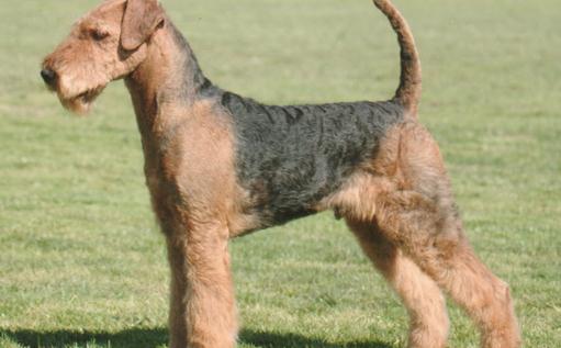 萬(wàn)能梗的簡(jiǎn)介-萬(wàn)能梗怎么養(yǎng)?