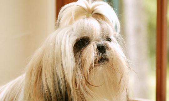 西施犬如何喂養?西施犬多少錢?