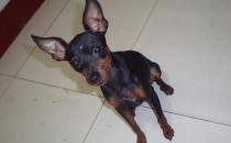 小鹿犬怎么訓練？小鹿犬多少錢一條？