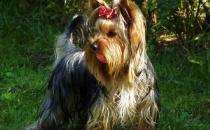 約克夏梗多少錢一條？約克夏梗喂養方法