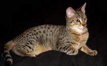 埃及貓怎么養？埃及貓的生活習性