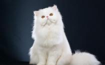 波斯貓的生活習(xí)性-波斯貓?jiān)趺答B(yǎng)？