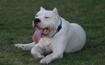 杜高犬多少錢(qián)一條？杜高犬如何喂養(yǎng)？