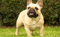 法國斗牛犬怎么養？法國斗牛犬怎么訓練？