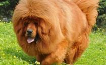 高加索犬是什么品種？高加索犬怎么養(yǎng)？