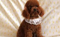 貴賓犬性格溫和嗎？貴賓犬怎么養？