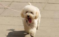 貴婦犬怎么養？貴婦犬好訓練嗎？