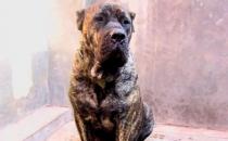 加納利犬多少錢能買到？加納利犬怎么養？