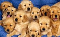 金毛多少錢一條？金毛犬如何喂養？