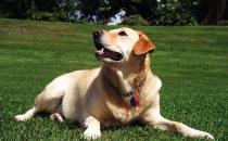 拉布拉多是什么狗？拉布拉多犬如何喂養？