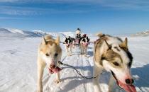 羅威納犬多少錢一只？羅威納犬如何喂養？