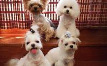 馬爾濟(jì)斯犬如何喂養(yǎng)？馬爾濟(jì)斯犬怎樣訓(xùn)練？