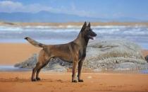 馬犬多少錢一條？馬犬如何喂養？