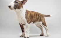 牛頭梗犬是怎樣的？牛頭梗犬怎么訓練？