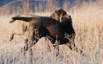 紐波利頓獒犬的簡介-紐波利頓獒犬怎么養(yǎng)？