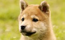 秋田犬是什么品種？秋田犬怎么養(yǎng)？