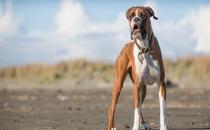 拳師犬的簡介-拳師犬怎么喂養(yǎng)？