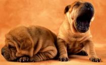 沙皮狗多少錢一只？沙皮犬怎樣訓練？