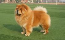 松獅應(yīng)該怎么喂養(yǎng)？松獅多少錢一只？