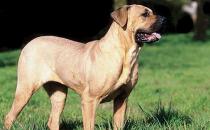 土佐犬是什么狗？土佐犬怎么養？