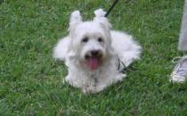 西高地白梗多少錢一條？西高地白梗怎么養？