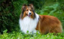 喜樂蒂牧羊犬怎樣訓練？喜樂蒂牧羊犬的簡介