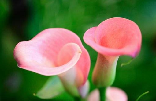 馬蹄蓮怎么種植?馬蹄蓮的簡介