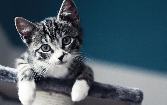 虎斑貓的簡(jiǎn)介-虎斑貓?jiān)趺答B(yǎng)？