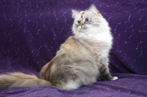 襤褸貓是什么貓?襤褸貓的生活習(xí)性