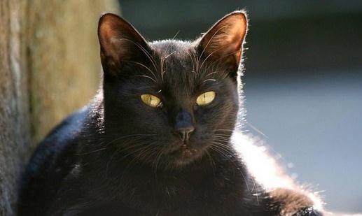 孟買貓是什么?孟買貓多少錢一只?