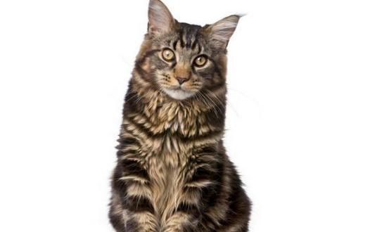 緬因貓怎么養?緬因貓的生活習性