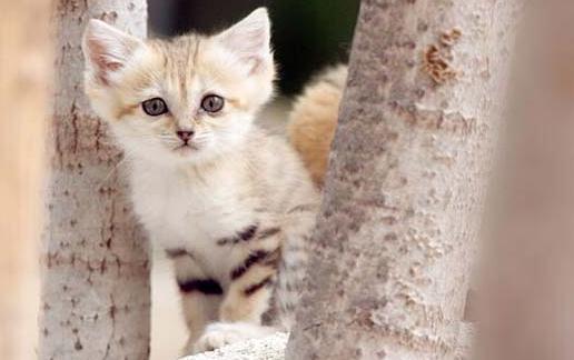 沙貓的簡介-沙貓多少錢一只？