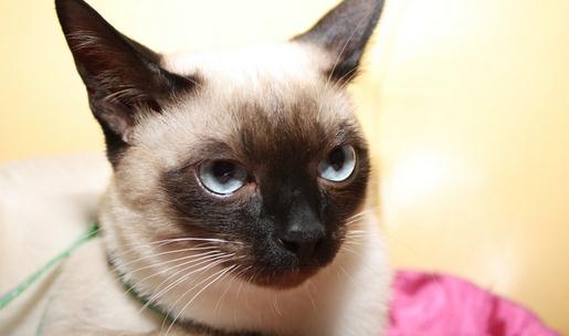 暹羅貓的生活習性-暹羅貓多少錢一只?