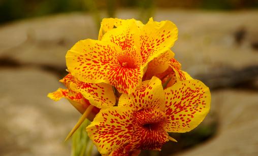 蝴蝶蘭的作用-蝴蝶蘭怎么養殖？