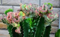 龍骨柱的養殖方法-龍骨柱是什么？