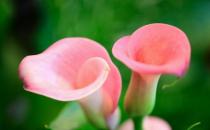 馬蹄蓮怎么種植？馬蹄蓮的簡(jiǎn)介