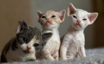 德文卷毛貓是什么？德文卷毛貓怎么養(yǎng)？