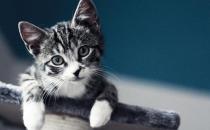 虎斑貓的簡(jiǎn)介-虎斑貓?jiān)趺答B(yǎng)？