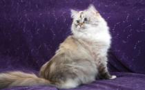 襤褸貓是什么貓？襤褸貓的生活習性