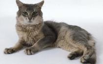 索馬里貓是什么？索馬里貓怎么養？