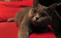 英國短毛貓的簡介-英國短毛貓怎么養(yǎng)？